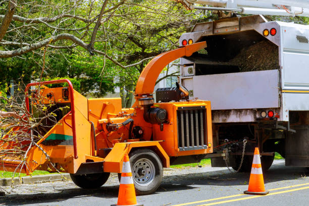 Best Tree Removal Near Me  in Lumberton, NC